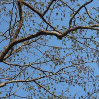 <i>Tetrameles nudiflora</i>  R.Br.